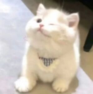 Meet your Posher, Phil